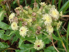 Sonchus grandifolius