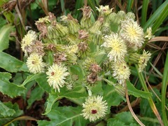 Sonchus grandifolius