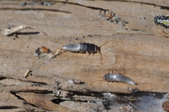 Lepisma