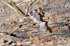 Diplodactylidae
