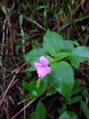 Impatiens sylvicola