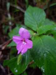 Impatiens sylvicola