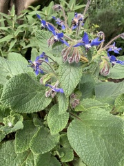 Borago
