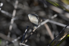 Zizina otis labradus