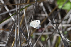 Zizina otis labradus
