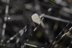 Zizina otis labradus