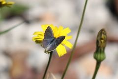 Theclinesthes serpentata