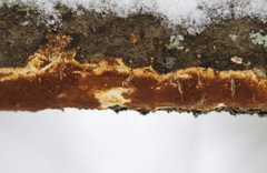 Ceriporiopsis resinascens pseudogilvescens