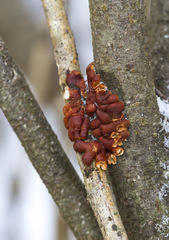 Hypocreopsis lichenoides