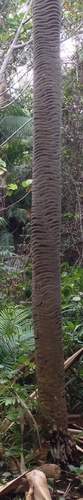 Pandanus spinifer image