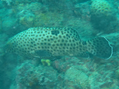 Epinephelus howlandi