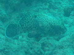 Epinephelus howlandi