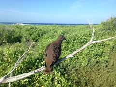 Zenaida galapagoensis