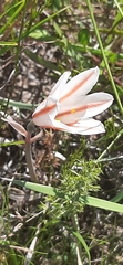 Cyrtanthus loddigesianus