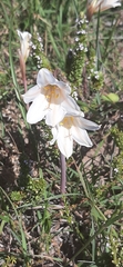Cyrtanthus loddigesianus