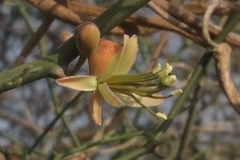 Capparis decidua