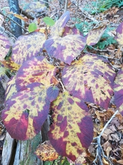 Viburnum lantanoides image