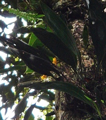 Bifrenaria vitellina