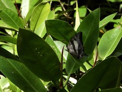 Polyura schreiber