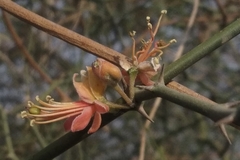 Capparis decidua