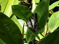 Polyura schreiber