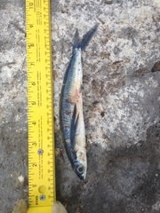 Exocoetidae