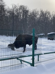 Bison