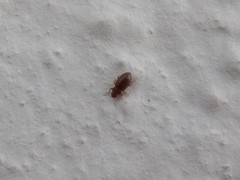 Corticarina truncatella