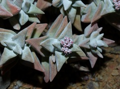 Crassula deltoidea
