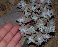 Crassula deltoidea