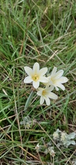 Cyrtanthus loddigesianus