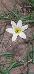 Cyrtanthus loddigesianus