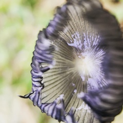 Agaricales