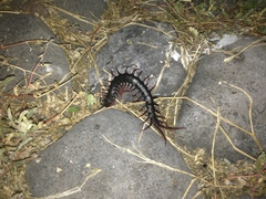 Scolopendra galapagoensis