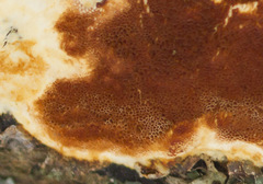 Ceriporiopsis resinascens pseudogilvescens