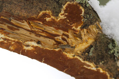 Ceriporiopsis resinascens pseudogilvescens