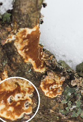 Ceriporiopsis resinascens pseudogilvescens