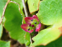 Centella cordifolia