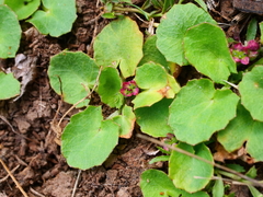 Centella cordifolia