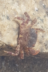 Hemigrapsus sanguineus
