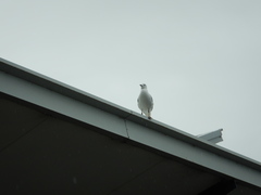 Chroicocephalus novaehollandiae