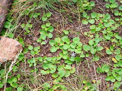 Centella cordifolia