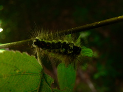 Euproctis chrysorrhoea