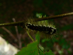 Euproctis chrysorrhoea