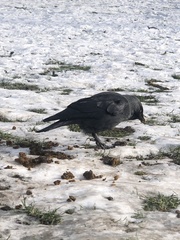 Corvus monedula