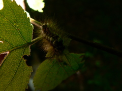 Euproctis chrysorrhoea