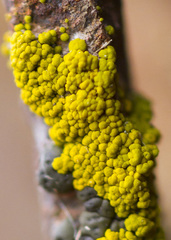 Candelariella coralliza