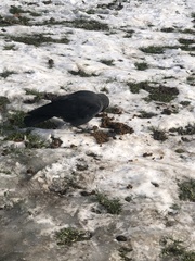 Corvus monedula