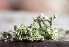 Cladonia botrytes