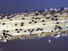 Nodulosphaeria dolioloides